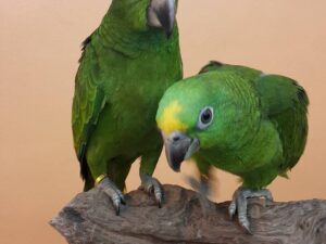 Panama Amazons Parrots