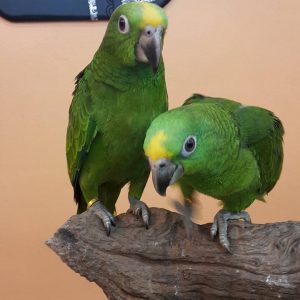 Panama Amazons Parrots