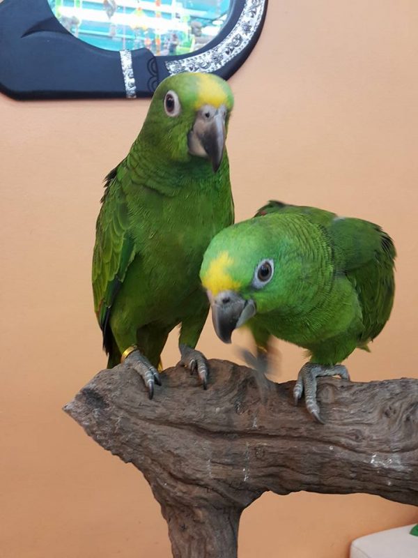 Panama Amazons Parrots