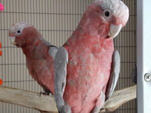 Rose Breasted Cockatoo