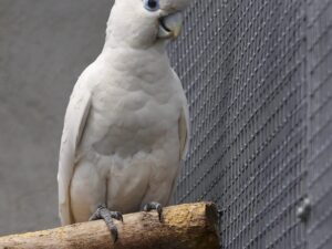 Ducorp Cockatoos Parrots