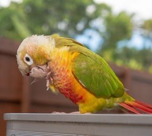 Pineapple Colored Conures Parrots