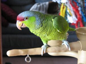 Lilac Crowned Amazons Parrots