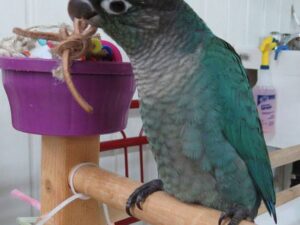 Turquoise Green Cheek Conures Parrots