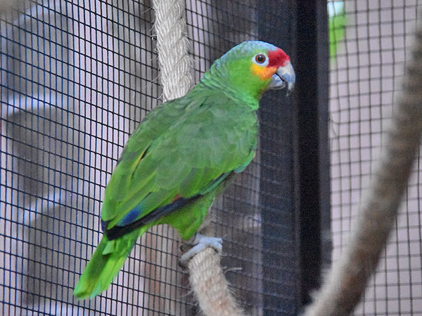 Red Lored Amazons Parrot