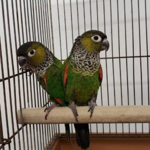 Black Cap Conures Parrots