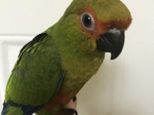 Gold Capped Conures Parrots