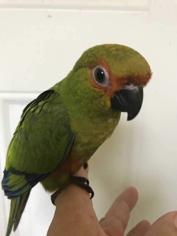 Gold Capped Conures Parrots