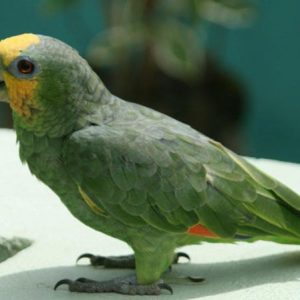 Orange Winged Amazons Parrots