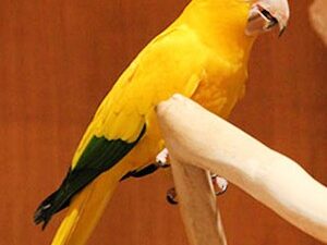 Buy Golden Conures Parrots