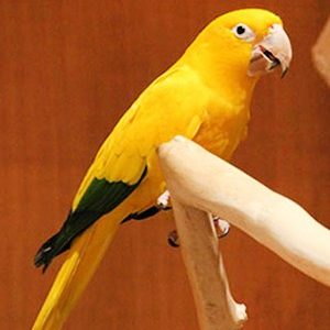 Buy Golden Conures Parrots