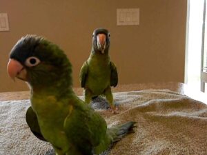 Blue Crowned Conures Parrots