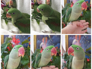 Alexandrine Ringneck Parakeet Parrots