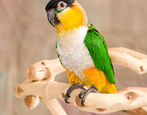 Black Headed Caiques