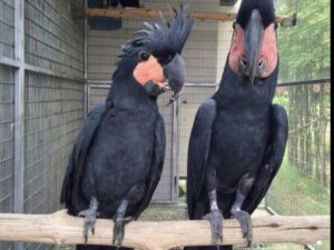 Pair Black Palm Cockatoo Parrots