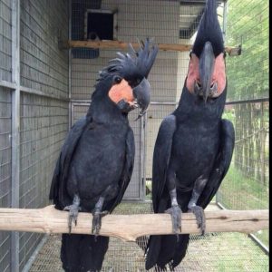 Pair Black Palm Cockatoo Parrots