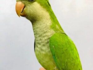 Monk Parakeet Parrots