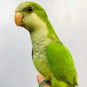 Monk Parakeet Parrots