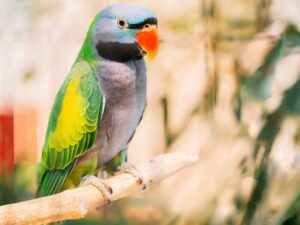 Lord Derby Parakeet Parrots