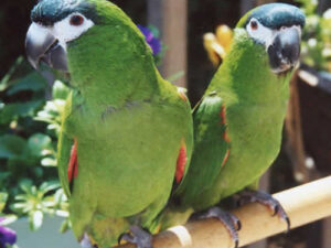 Pair Hahns Macaw Parrots