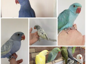 Indian Ringneck Parakeet Parrots
