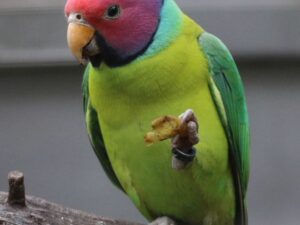 PLUM HEADED PARAKEET PARROTS