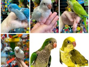 Buy Quaker Parrots