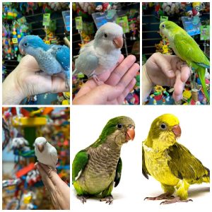 Buy Quaker Parrots
