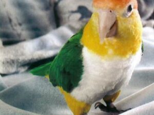 White Bellied Caiques
