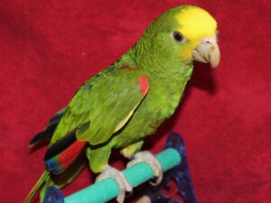 Yellow Headed Amazon Parrot