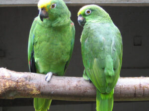 Yellow Naped Amazon Parrot