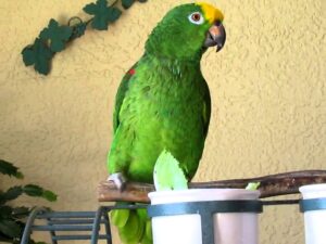 Pair Yellow Crowned Amazon Parrot