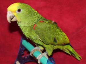 Yellow Headed Amazon Parrot