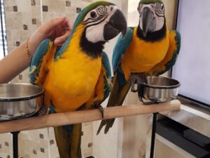 Blue and Gold Macaws Parrots