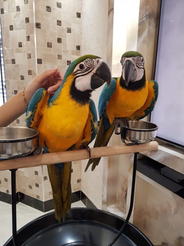 Blue and Gold Macaws Parrots