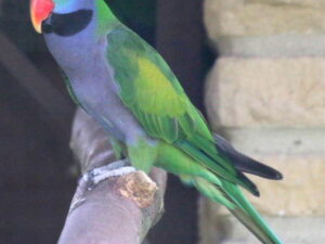 Derbyan Parakeet Parrots