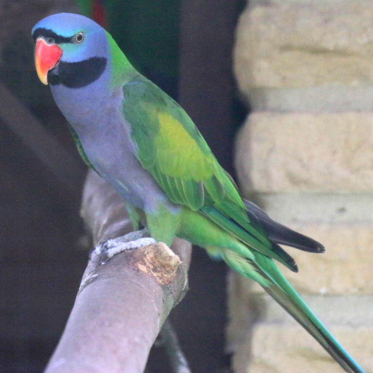Derbyan sales parakeet price