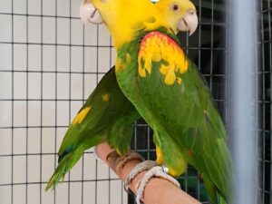 Pair Double Yellow Headed Amazon