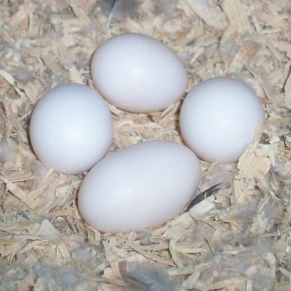 Scarlet Macaw Parrot Eggs All Parrots Fertile Eggs