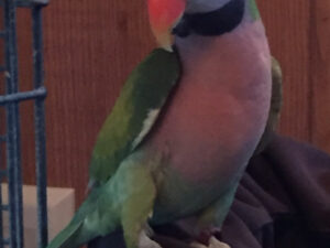 Moustached Parakeets Parrots