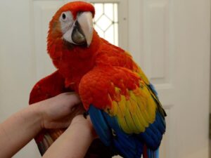 Scarlet Macaws Parrots Available
