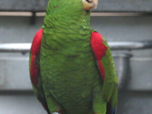 Red Spectacled Amazon Parrots