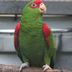 Red Spectacled Amazon Parrots