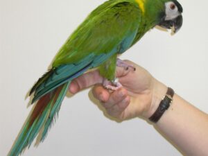 Golden Collared Macaw Parrots