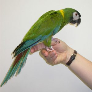 Golden Collared Macaw Parrots