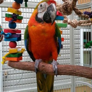 Buy Catalina Macaw Parrots