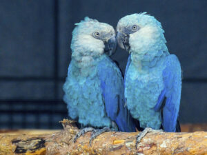 Pair Spix Macaw Parrot For Sale