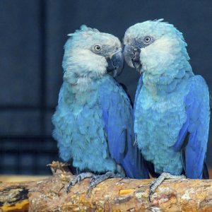 Pair Spix Macaw Parrot For Sale