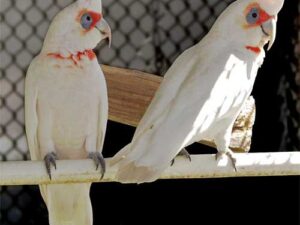 Long Billed Corella Cockatoo Parrot