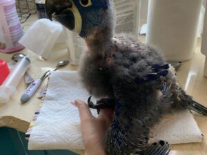 Baby Hyacinth Macaw Parrots